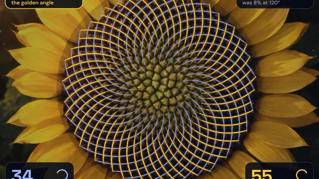 Why do sunflower seeds form spirals? project artwork