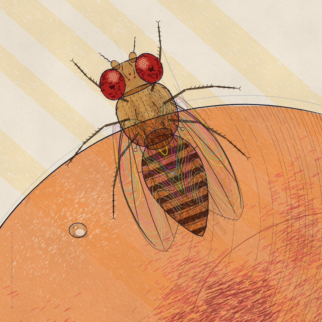 The life of a fruit fly project artwork