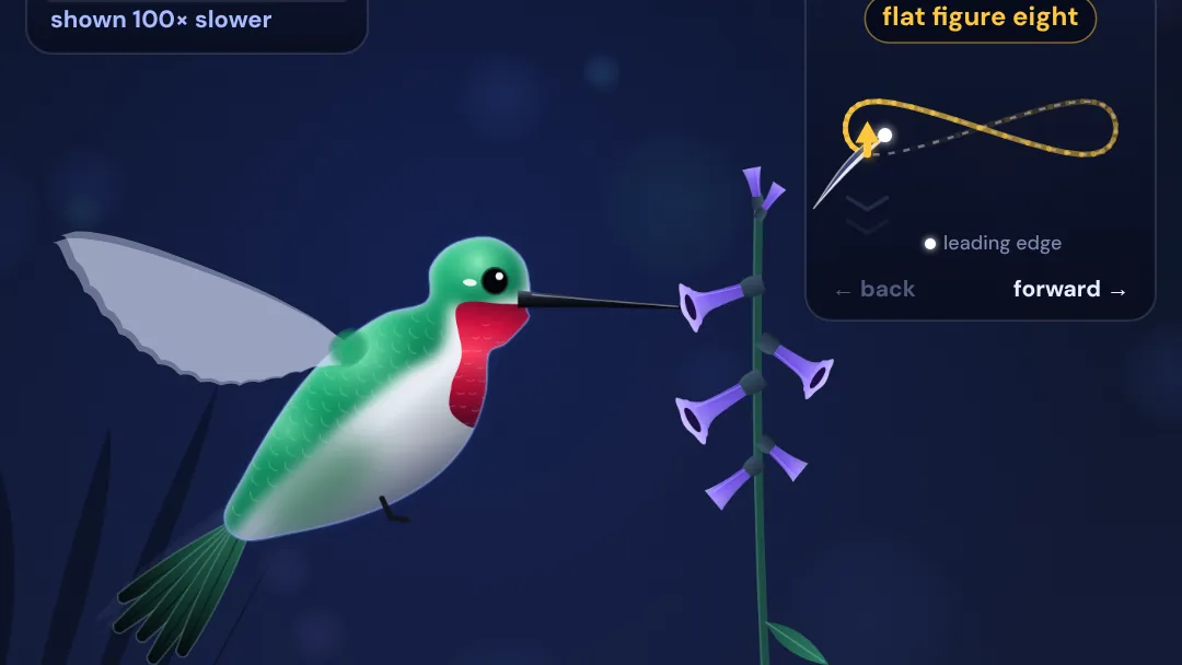 How does a hummingbird hover? project artwork